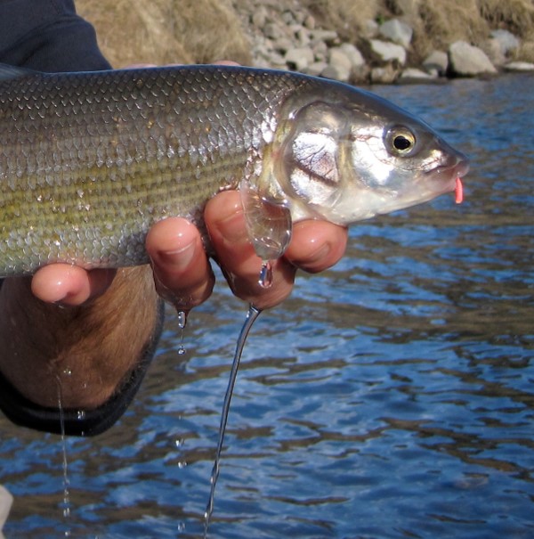 mountain whitefish