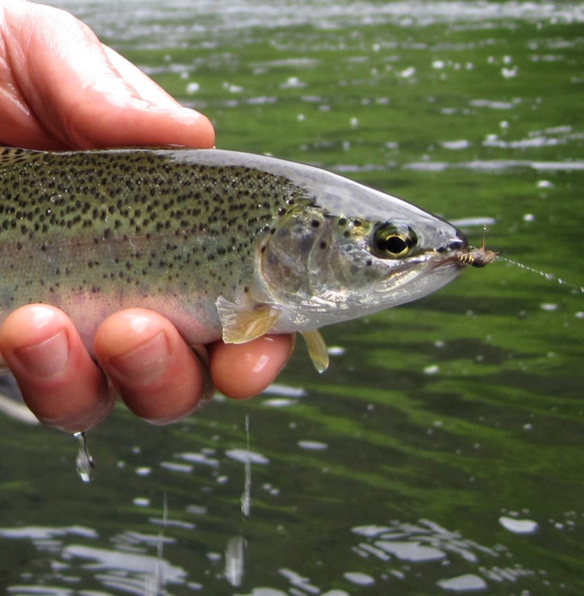 Oncorhynchus mykiss