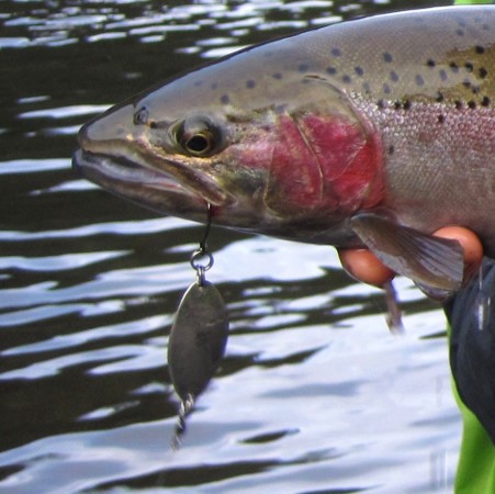 winter steelhead