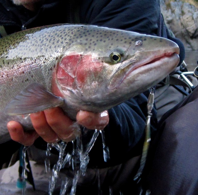 summer steelhead