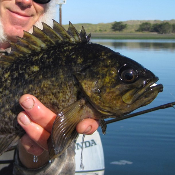 grass rockfish