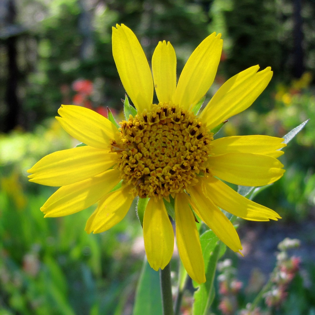 Truckee River, Prosser Creek 3