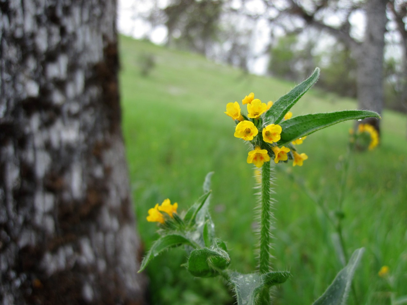 Boraginaceae